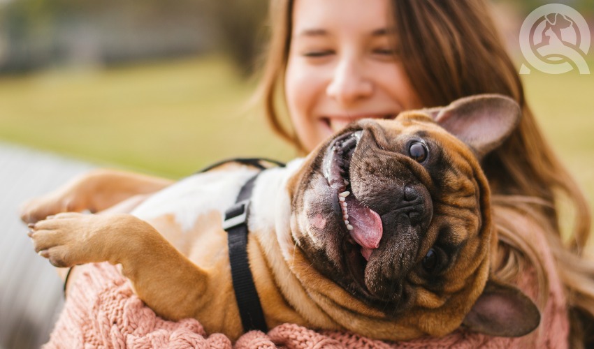 happy pug