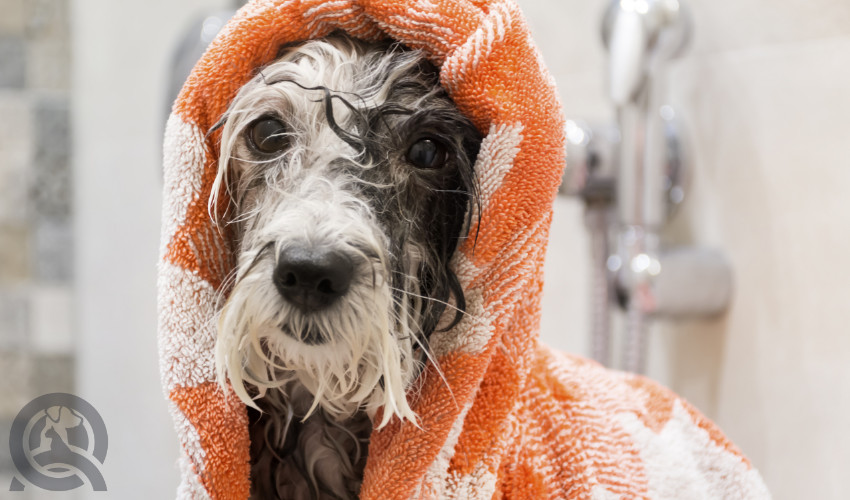 dog in the bath