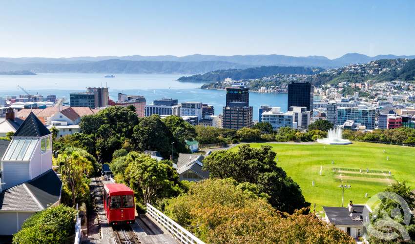 wellington city to start dog grooming business