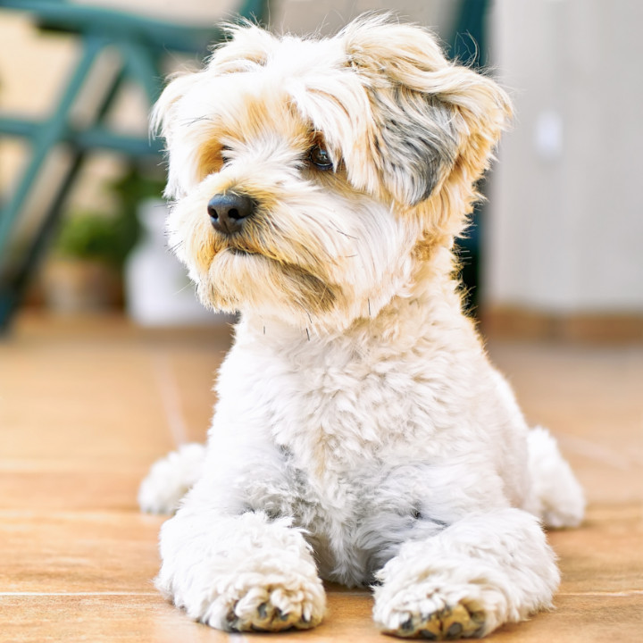 certified dog groomer this summer - feature