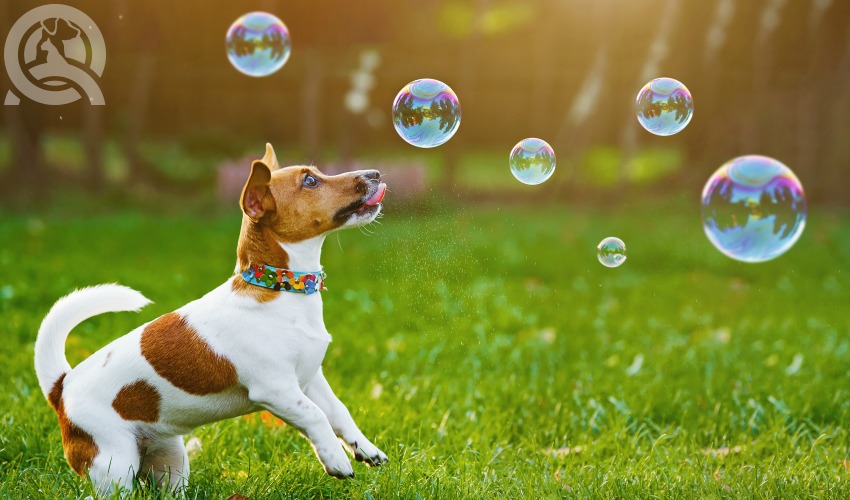 dog chasing bubbles