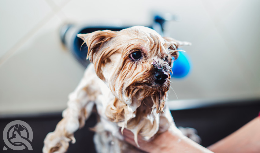 dog wet during bath