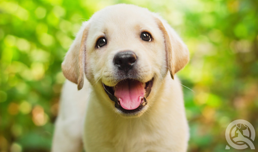 happy lab