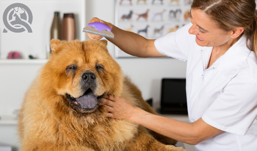 professional dog grooming