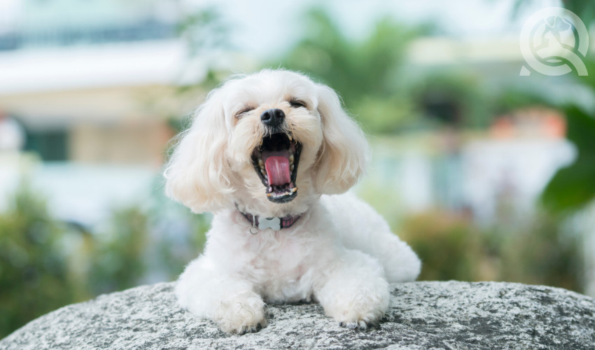 shih tzu poodle mixed dog