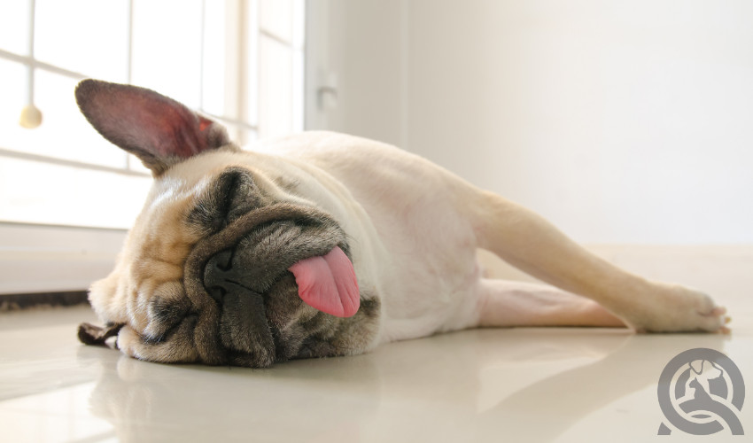 tired dog lying on the ground