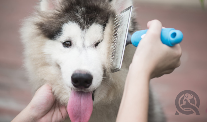 Learning About Your Dog Grooming Kit: Brushes, Combs, and Dematting Tools