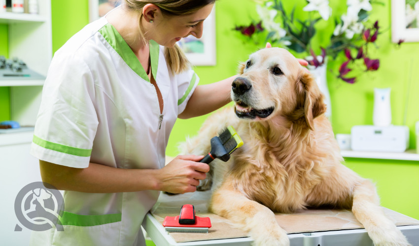 What's in a competitive dog grooming kit?