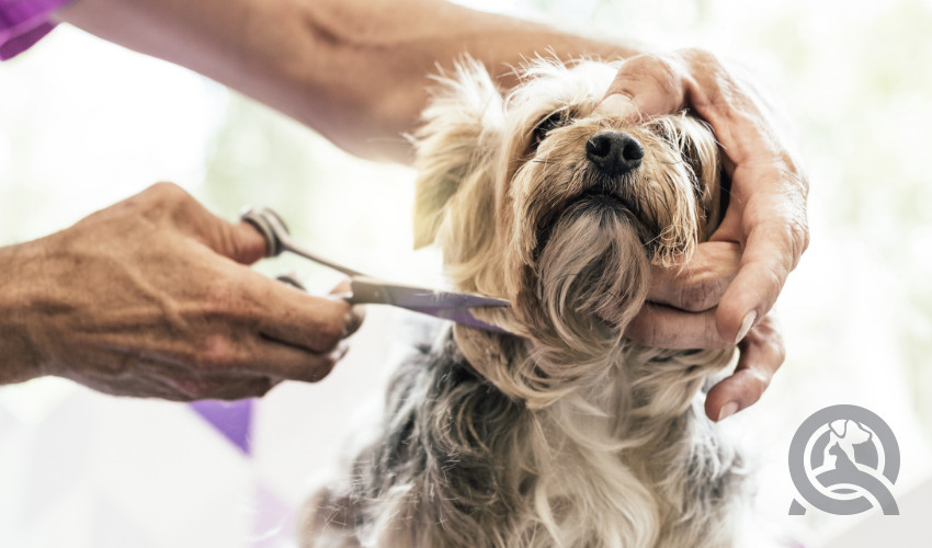 Learning About Your Dog Grooming Kit: Brushes, Combs, and Dematting Tools