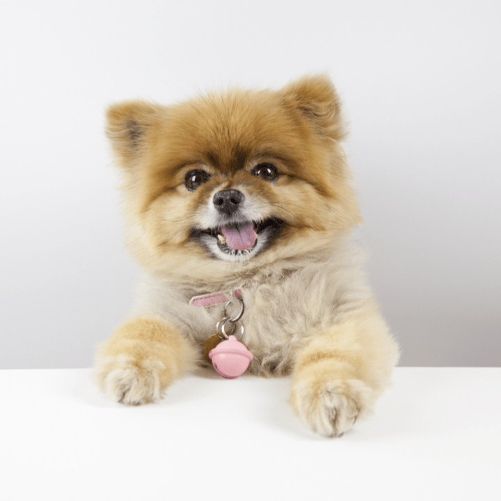 pomeranian puppy with teddy bear cut