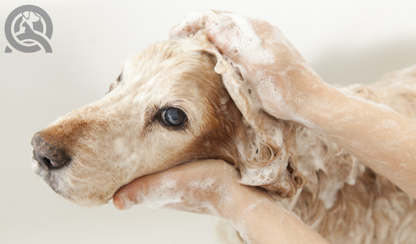 bathing a dog