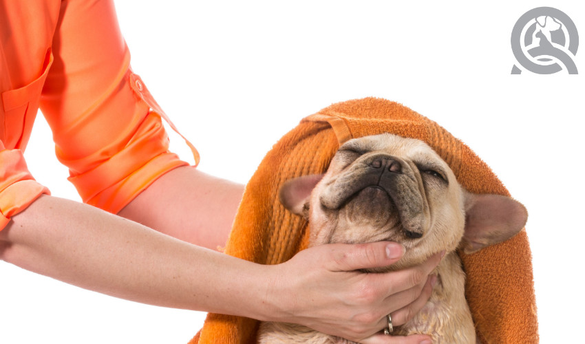 drying a dog after a groom