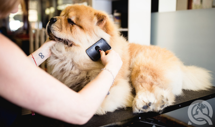 brushing dog at home maintenance