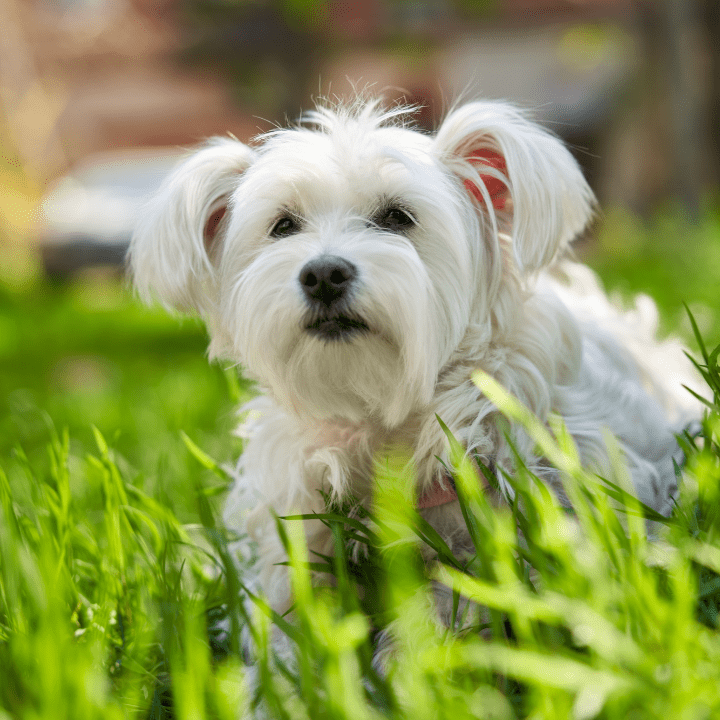 cut puppy after dog grooming school visit