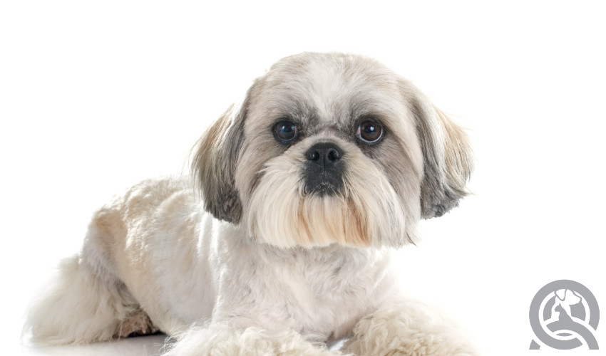 Shih Tzu groomed cute