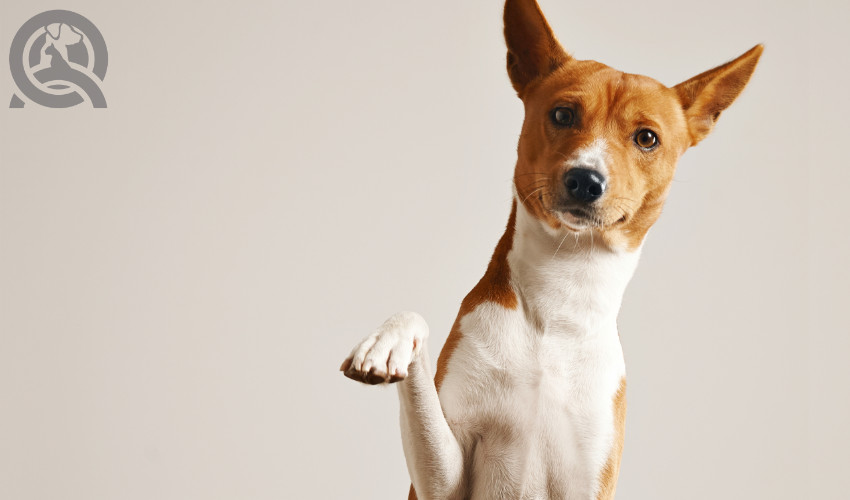 being confident fosters trust with dogs and their owners