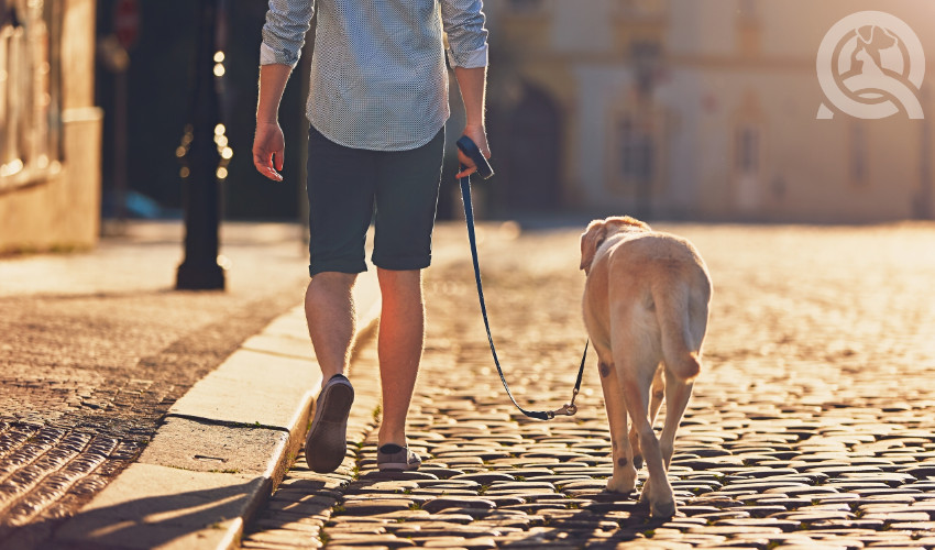 dog owner with dog