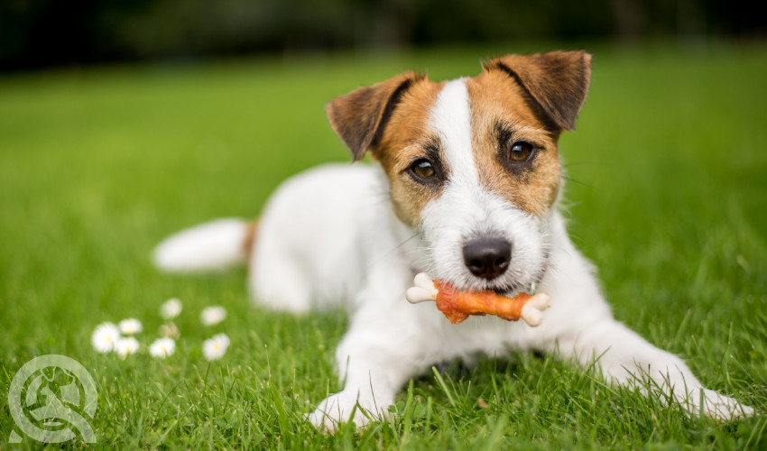 incentivizing clients and their dogs to return to your salon