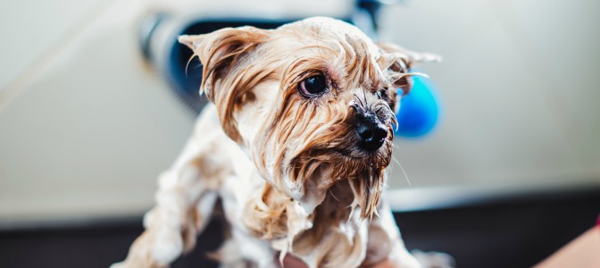 Pet grooming isn’t all top knots and shiny coats! How easily do you get grossed out?