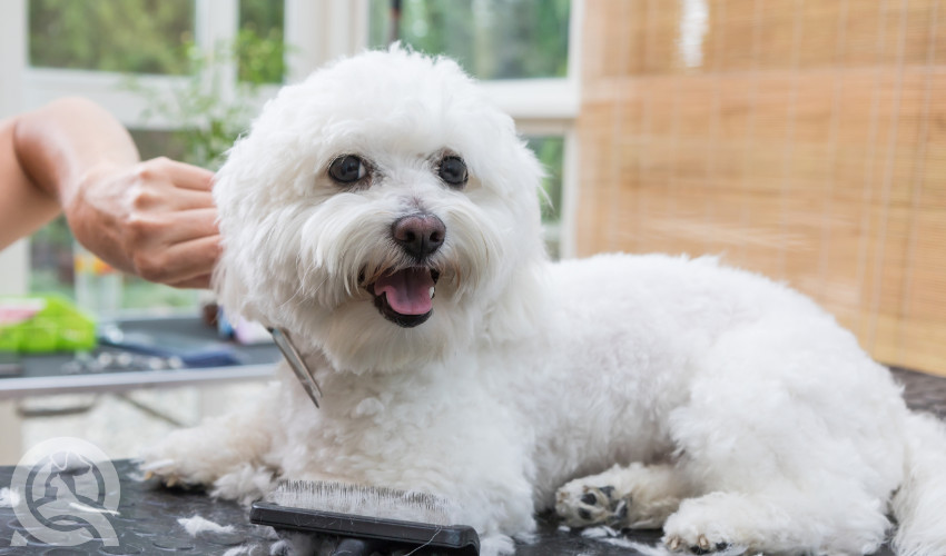 teddy bear groom by certified professional groomer