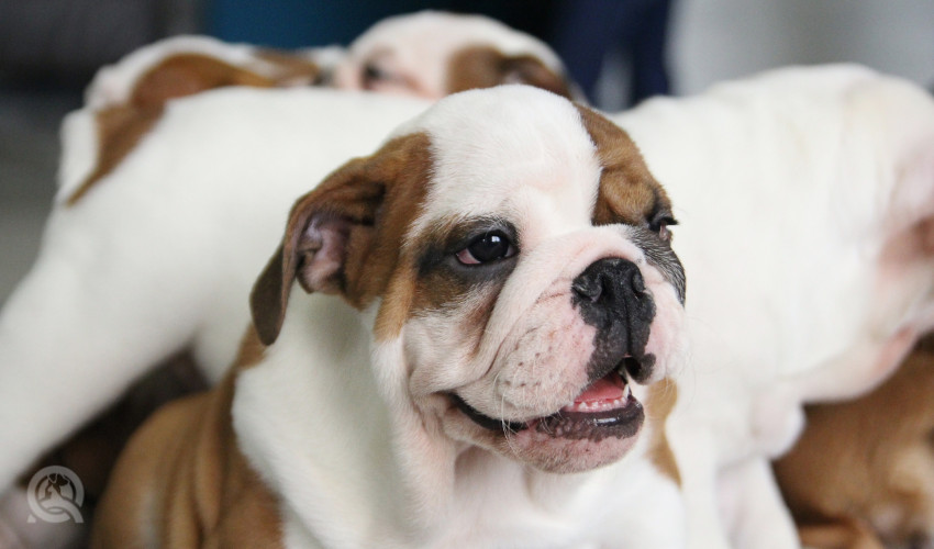 puppies at dog grooming salon