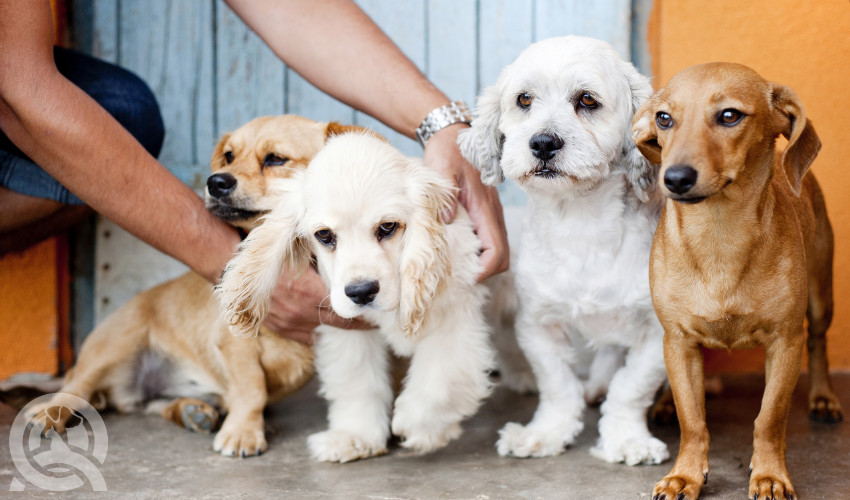 dog grooming students love dogs