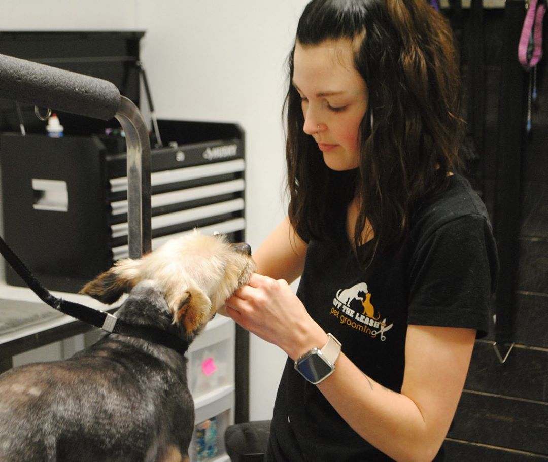 Dog grooming school graduate Casey Bechard at work