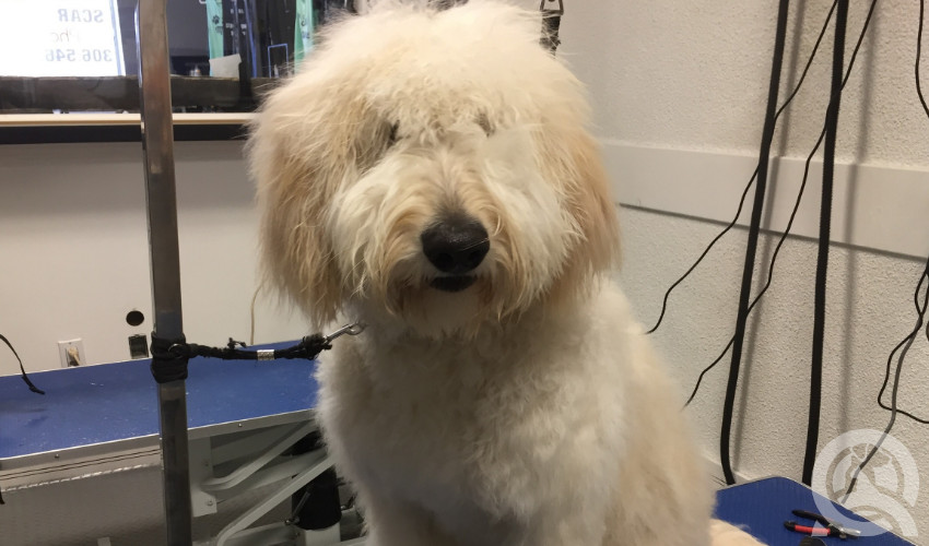 casey bechard grooms a dog in her salon before photo