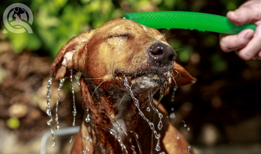 dog being groomed outside by a certified pet groomer