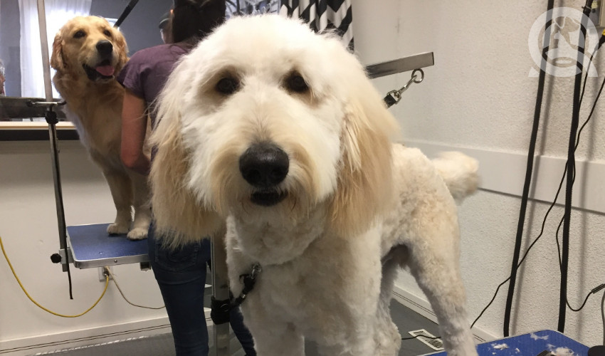 casey bechard grooms a dog in her salon after photo