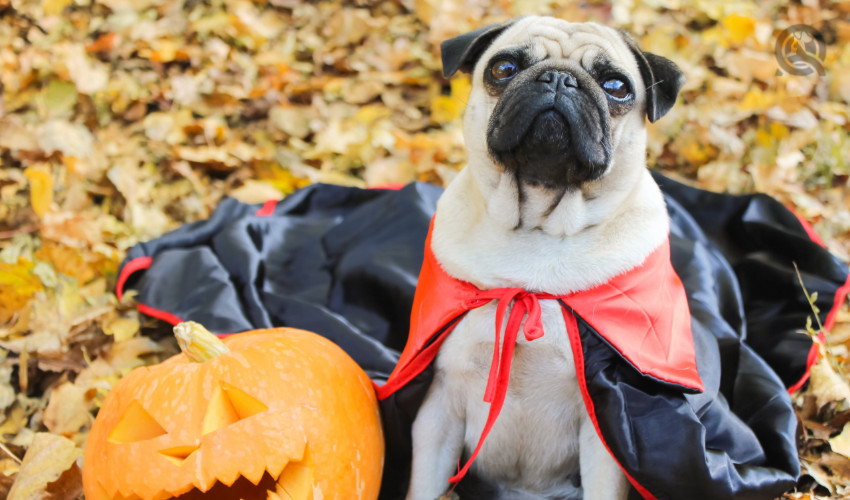 dog in dracula costume