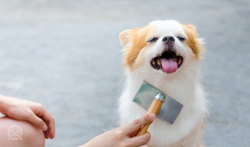 practice grooming a variety of dogs