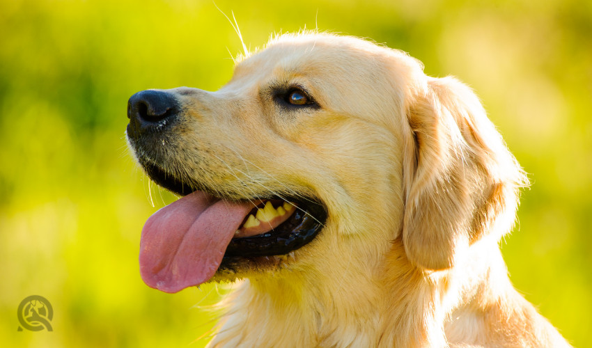 golden retriever laughing outside