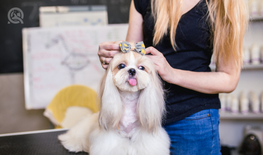 dog grooming in training learning how to do the top knot on a shih tzu