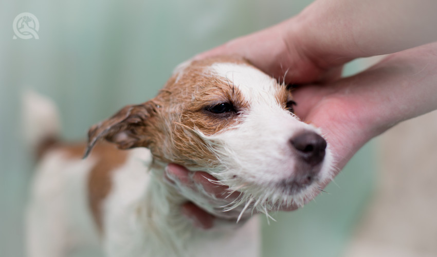 dog receiving a bath before a student is done grooming the dog