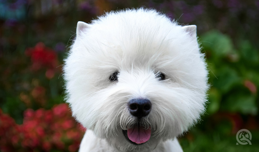 teddy bear cut done by a professional dog groomer