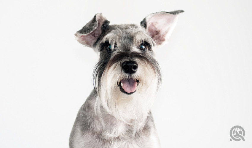 Mini schnauzer freshly groomed