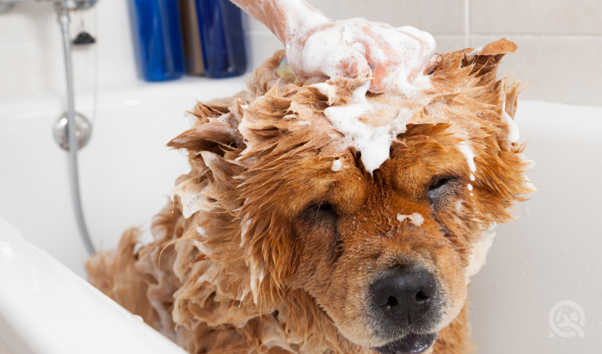 Chow chow being groomed by a dog grooming student