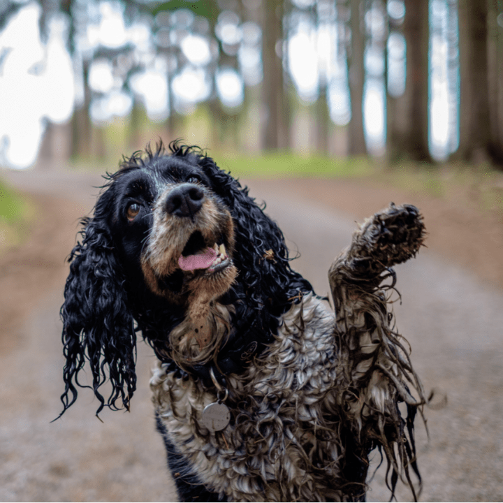 The wet dog gives his paw. Happy dirty dog in the wood.