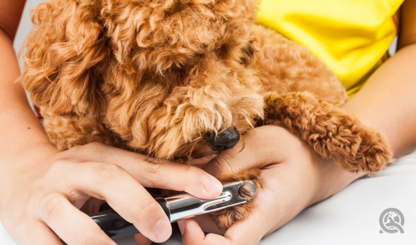 clipping the nails of dog at home grooming