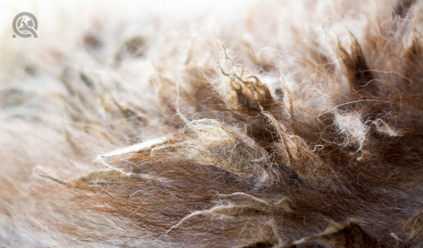 matted hair of a dog who hasn't been to a grooming appointment in a while