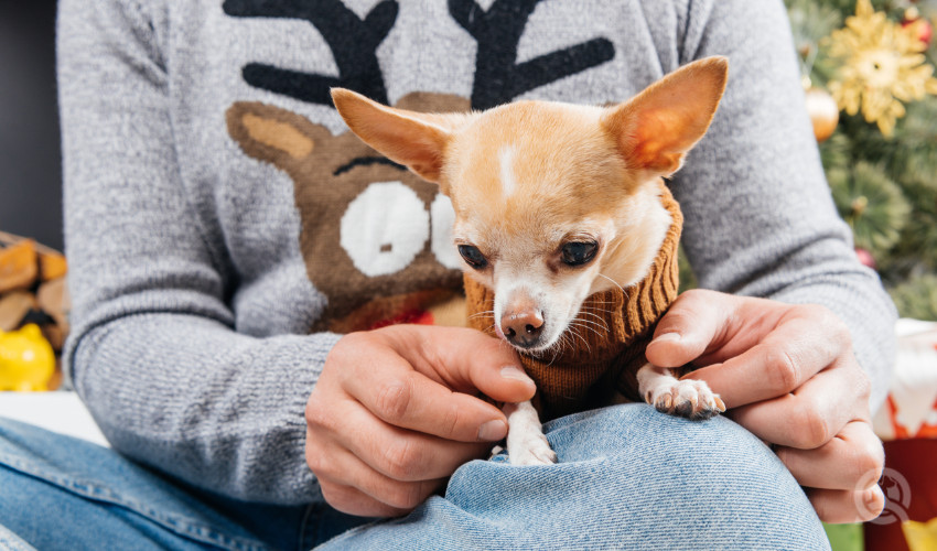 matching christmas sweaters of dog with its owner