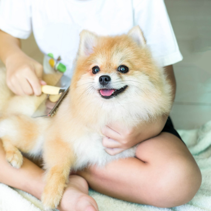 dog grooming equipment brush on pomeranian