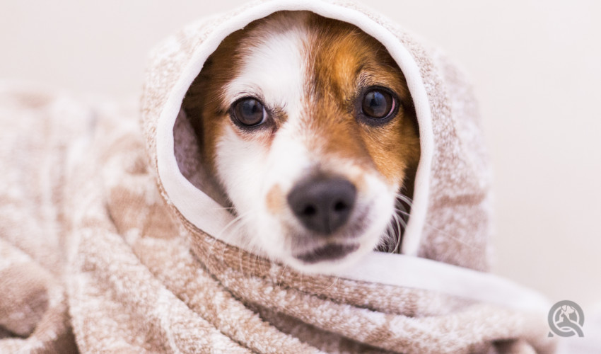 dog after bath being dried in a blanket at a dog grooming salon