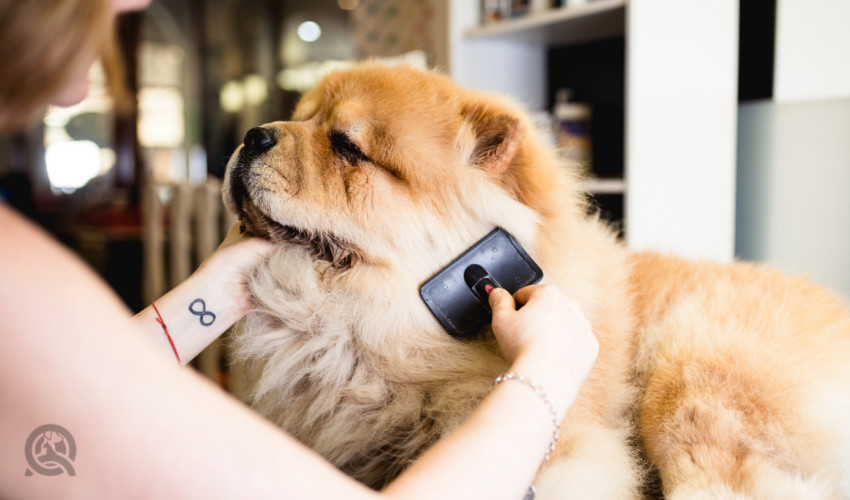 grooming a dog senior or elderly dog