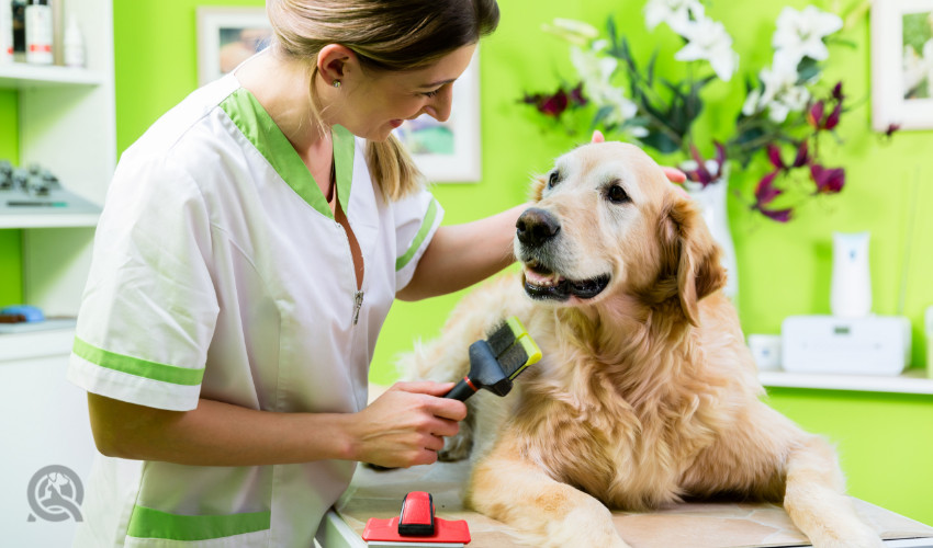 senior dog lying down during dog grooming appointment