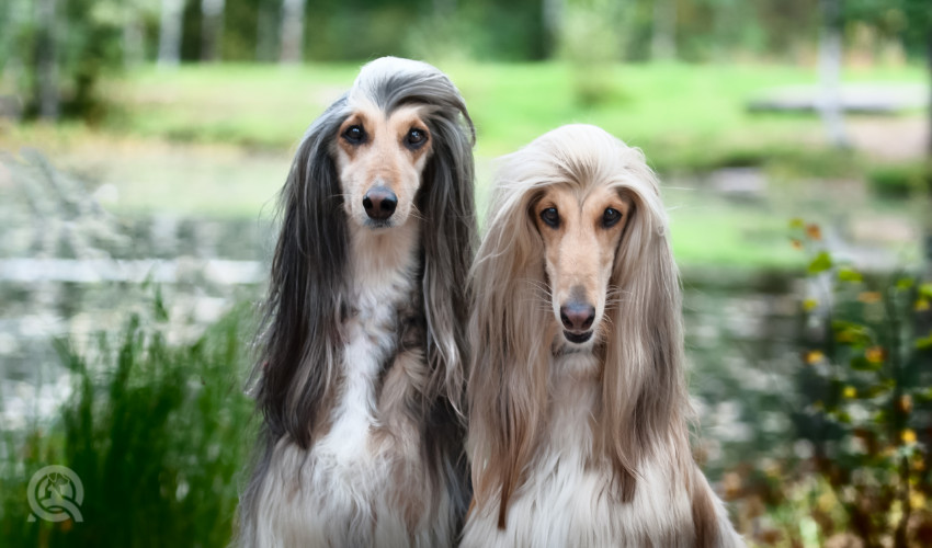 afghan hounds freshly pet groomer and dog grooming