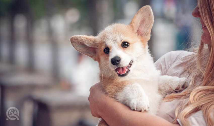 cute dog in arms of a training dog groomer