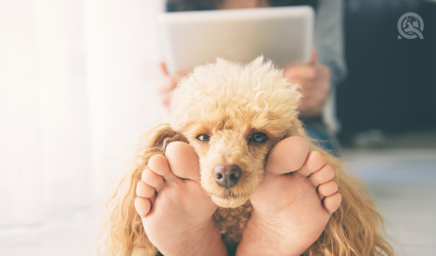 dog on feet of a dog grooming student