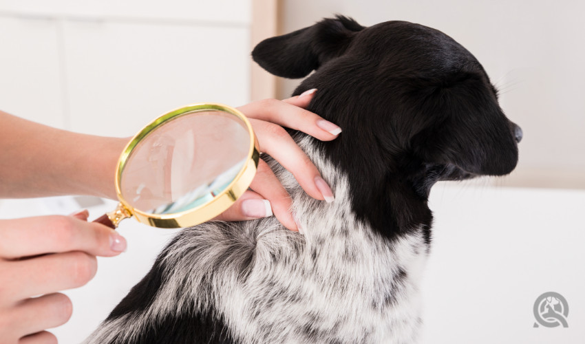 checking through dog fur by dog groomer